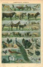 Document ancien animaux