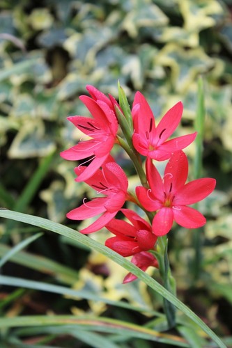 Schizostylis coccinea major - schizostylis, 'major'