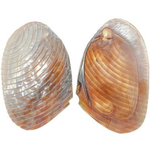Coquillage moule nacrée