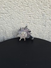 Coquillage Angora delphine