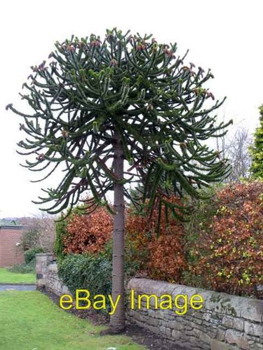 Photo 6x4 araucaria araucana - photo,