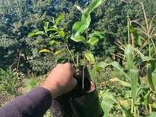 Eléagnus umbellata , 2 à 8 plantes de semis 0.5L.