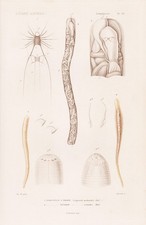 Linguatula nasenwurm vers - linguatula,