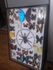 Entomologie. Grand coffret