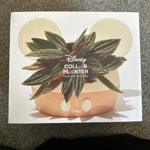 Disney typo collab ceramic - typo,