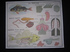 Y009 AFFICHE SCOLAIRE ECOLE
