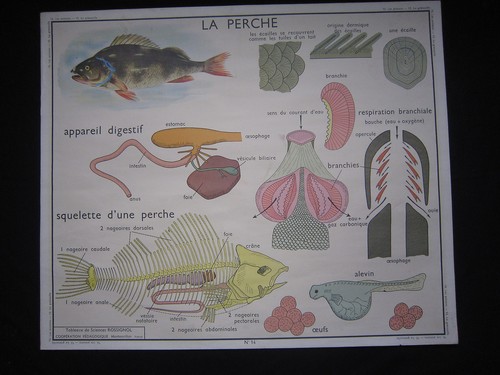 Y009 affiche scolaire - affiche,
