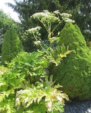 ♫ ANGELIQUE 'Monstrueuse