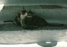 Carte postale les chats de