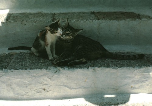 Carte postale les chats - , de