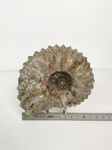 Fossile ammonite hoplite 872 - fossile,,
