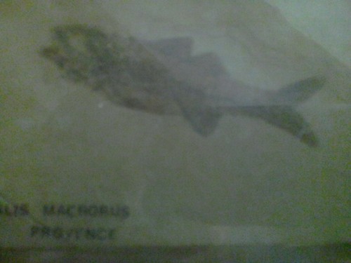Fossile poisson - fossile,