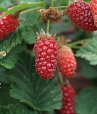 Rubus fruticosus x idaeus