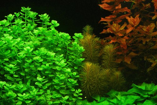 Bacopa caroliniana plante - bacopa,