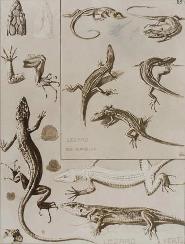 Mathurin meheut le lézard - mathurin,