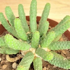 Euphorbia esculenta, pot 14 cm