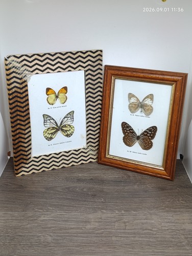 Papillon cadre papillons - papillon,