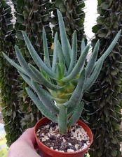 ALOE RAMOSISSIMA cactus