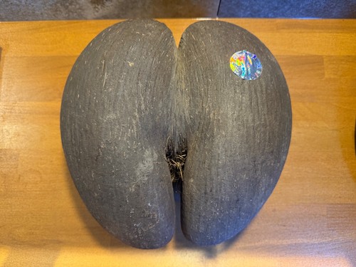 Cocotier mer coco - cocotier, (coco