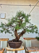 Grand bonsaï de casuarina