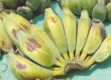 Snow banana - Snow banane - Ensete glaucum - 3+ Seeds - Graines - Graines Gx 076