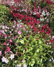 ♫ TABAC Ailé 'Tout