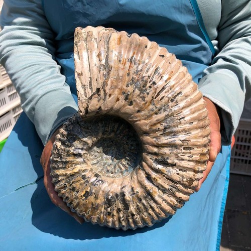 86lb natural ribbed - 10.86lb,
