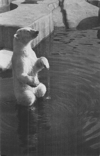 Paris parc zoologique bois - paris,