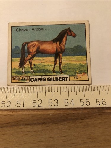 Image cheval arabe cafés - arabe,