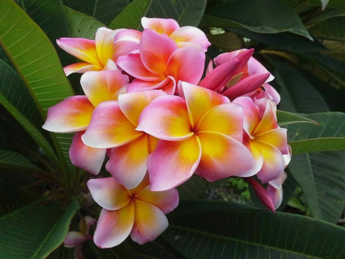 Graines plumeria - 10,