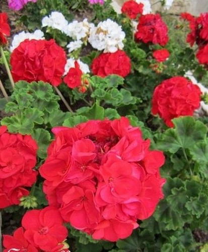 Geranium rouge vif - ♫,