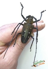 Batocera Laena Long Horn