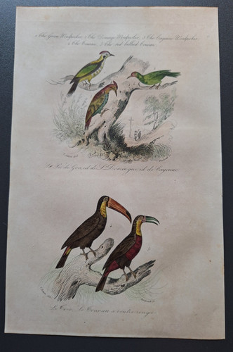 Gravure oiseau rehaussé - 19°,
