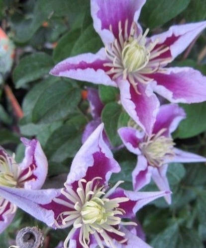 Clematite toutdoux - clematite, 'toutdoux