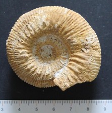 Ammonite fossile Bajocien