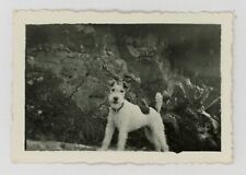 Snapshot - PORTRAIT OF A FOX TERRIER Original Vintage Found Photo 1940s Dog