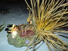 décoration d'aquarium roche avec coffre