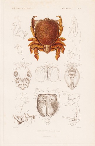 Ranina dentata crabes gravure - dentata,