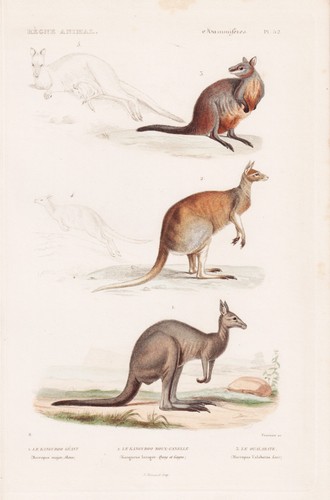 Kangourous australien gravure - australien,
