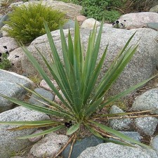 Yucca filamentosa - Yucca
