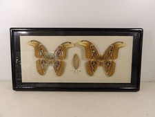 ATTACUS ATLAS Papillons encadrés sous verre Cabinet de curiosités bois noirci