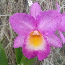 Guaricattonia Why Not Walk