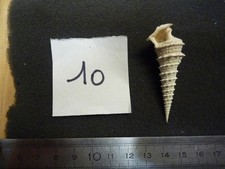 151.11'' B - POTAMIDES TRICARINATUS CRISPIACENSIS-N°10 X1 FOSSILE DU B. PARISIEN