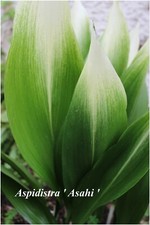 Aspidistra eliator Asahi -