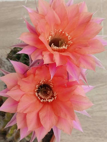 Echinopsis hybrid beautiful - echinopsis,