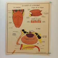 Affiche pédagogique, scolaire - Tableau des sciences ROSSIGNOL - Années 50 - 60