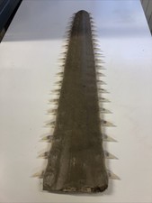 rostre de requin scie L 66