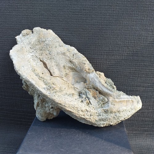 Ostrea crassissima huitre - crassissima,,