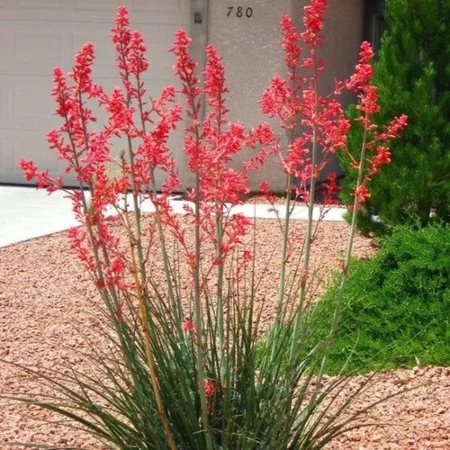 Yucca rouge hesperaloe - rouge,