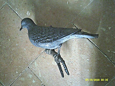 Appeau pigeon, tourterelle, à